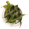 Lemon Verbena Tea-4708