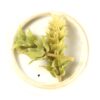 Sideritis Scardica Olympus Tea (whole)-6068