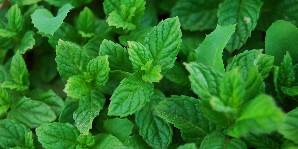 Mint can Help with Heartburn