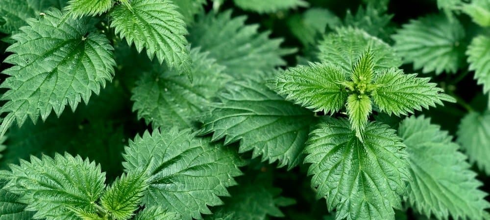 Nettle Tea for Allergies