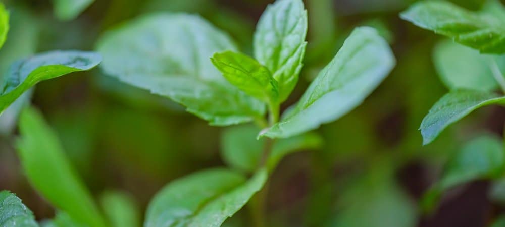 Peppermint Tea for Allergies