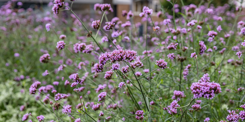 Vervain Tea is Antimicrobial