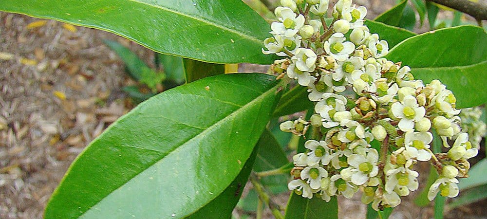 Yerba Mate for Allergies