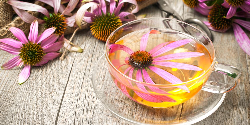 Echinacea Tea Benefits