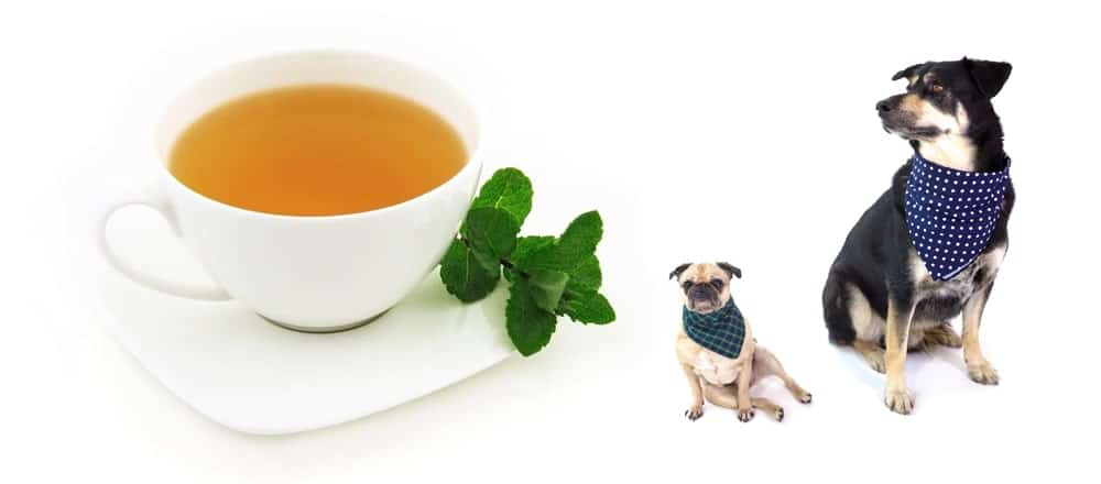 Can Dogs Drink Tea