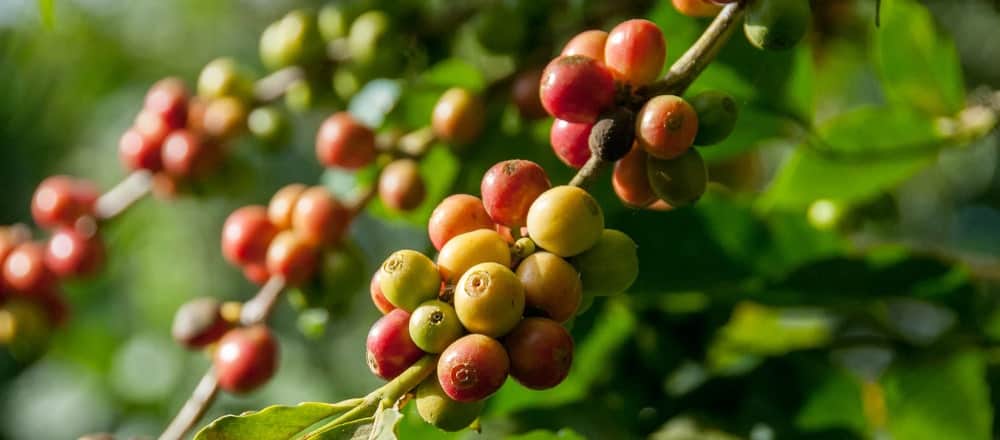 What is arabica coffee and where is it from