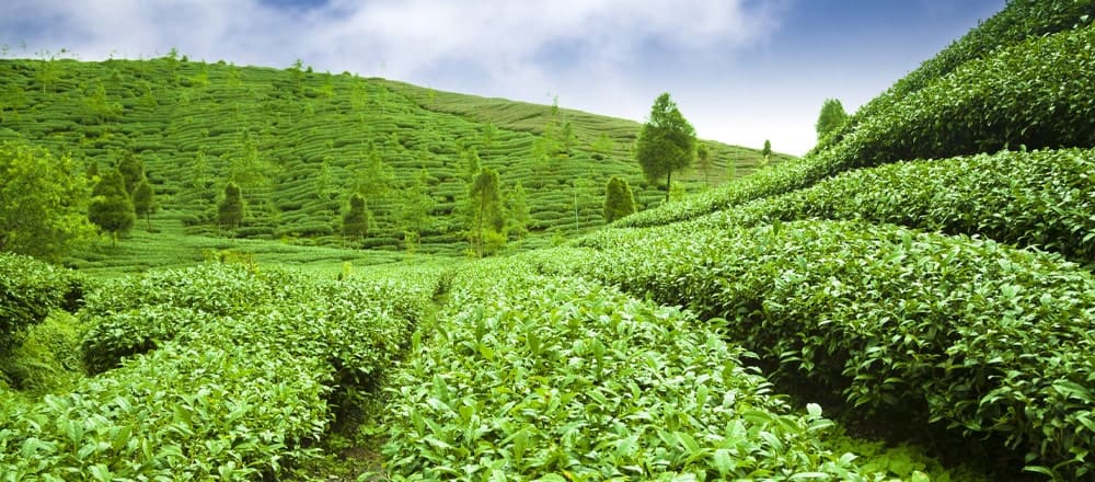 Effects of Climate Change on Tea