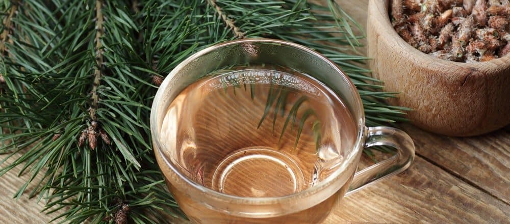 Benefits of Pine needle Tea