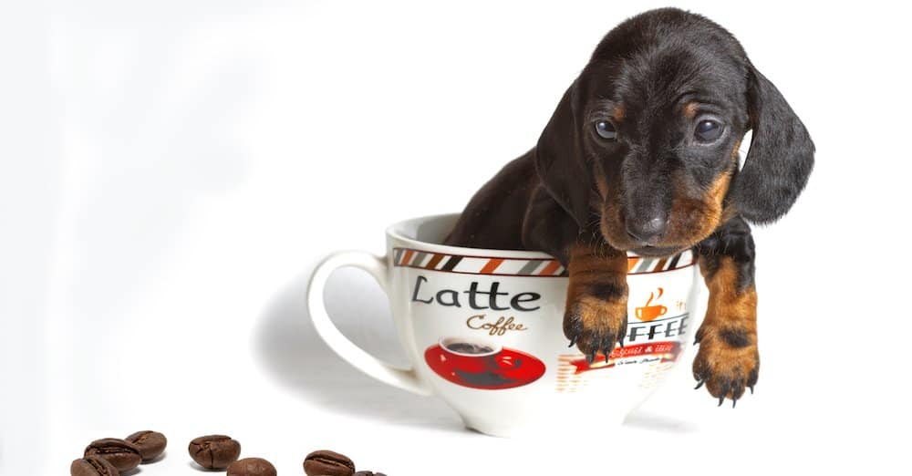 Can Dogs Drink Coffee?