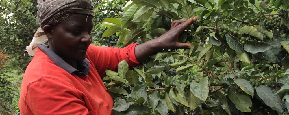 Climate Change and Kenyan Coffee Sector