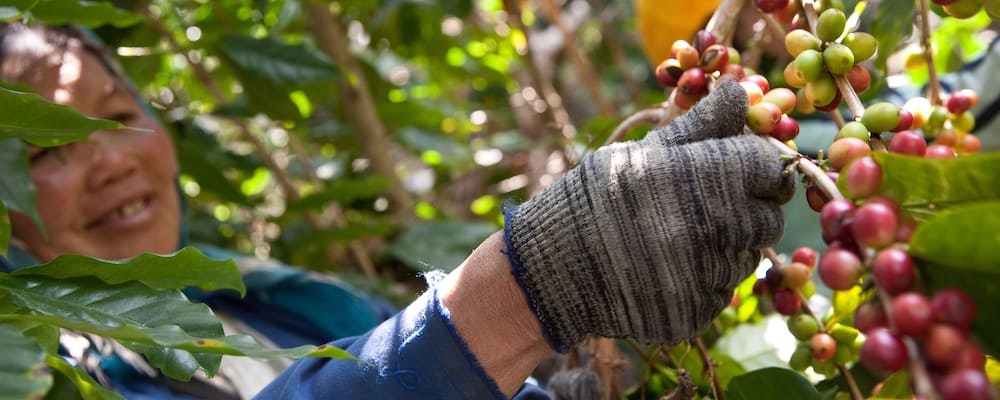 Climate Change on Coffee Production