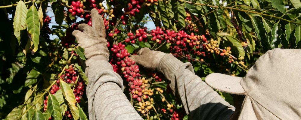 Coffee Rust and Climate Change