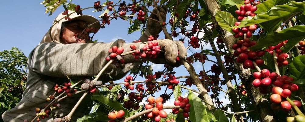 What Can be Done with Coffee and Climate Change