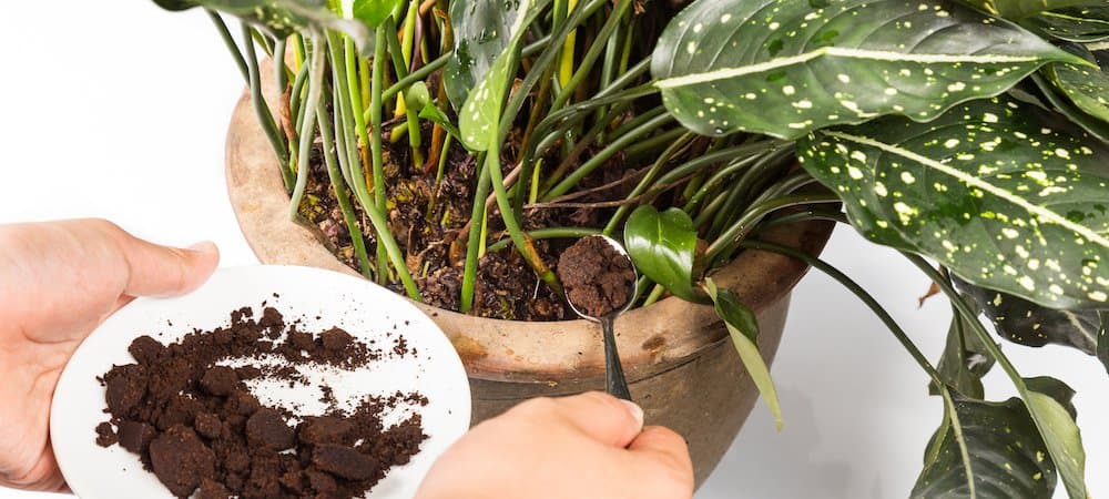 Coffee Grounds Are Good for Plants