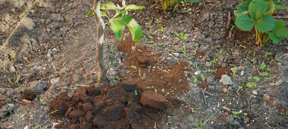 Coffee Grounds Good for Plants