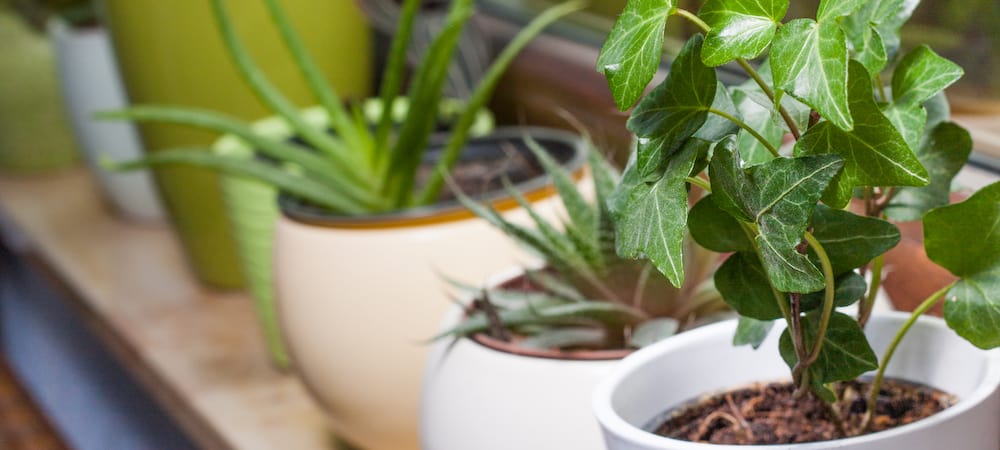 Potted Plant Coffee