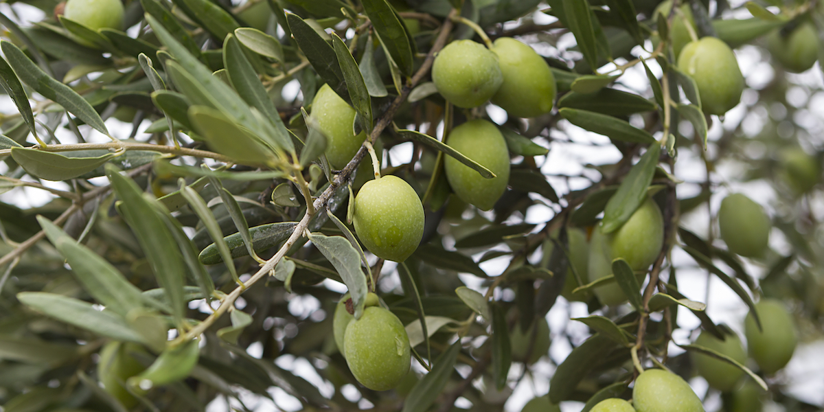 Olive Leaves and Immune System Health