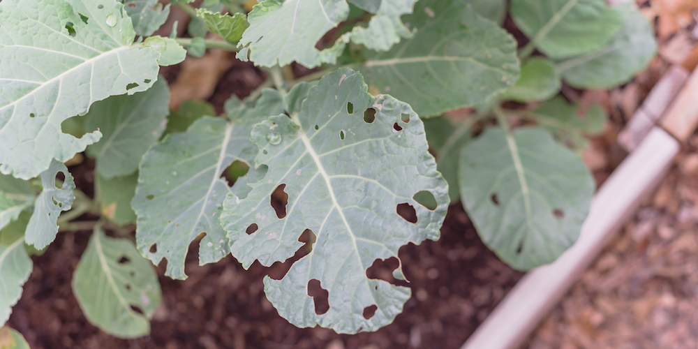 Plant Eaten by Garden Pest