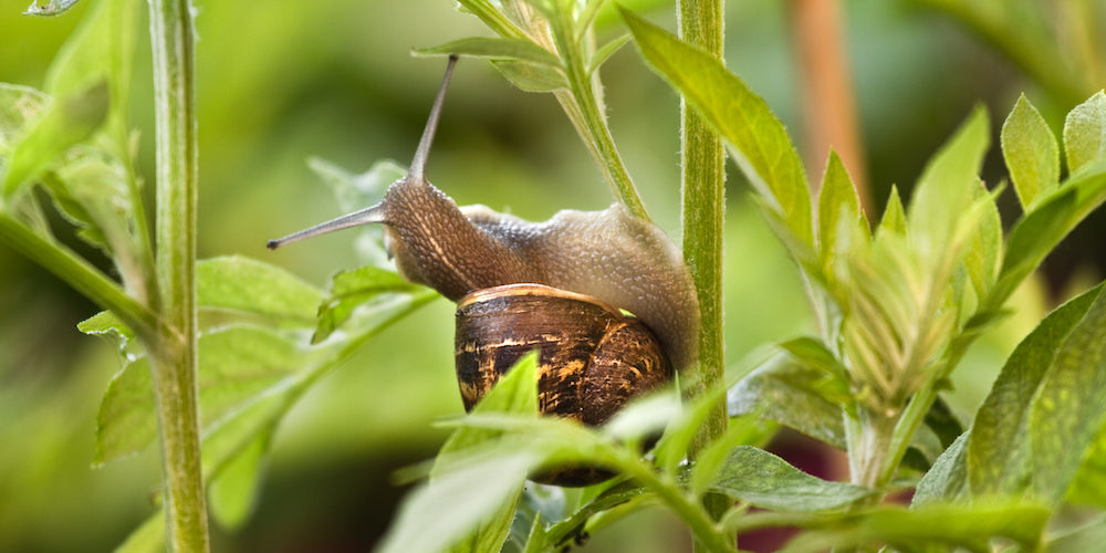 Slugs and Snails Coffee