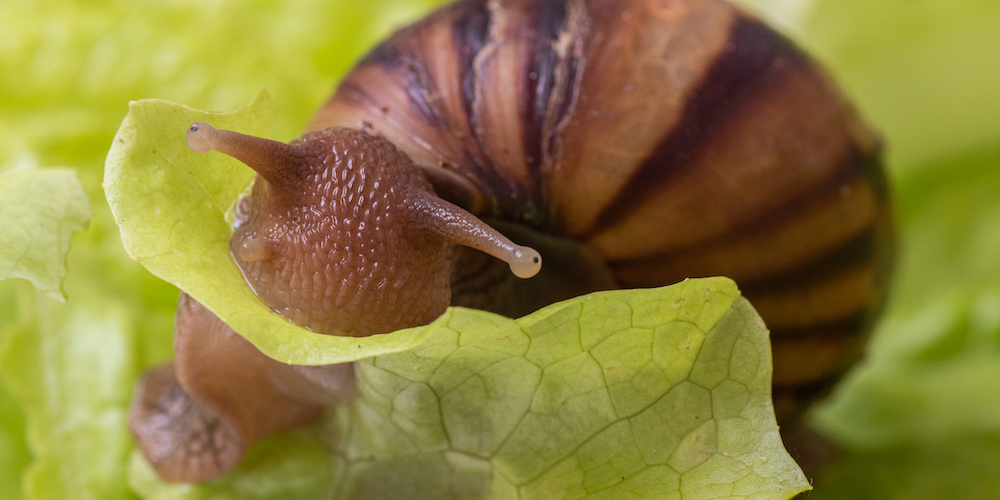 Snail Eating a Plant