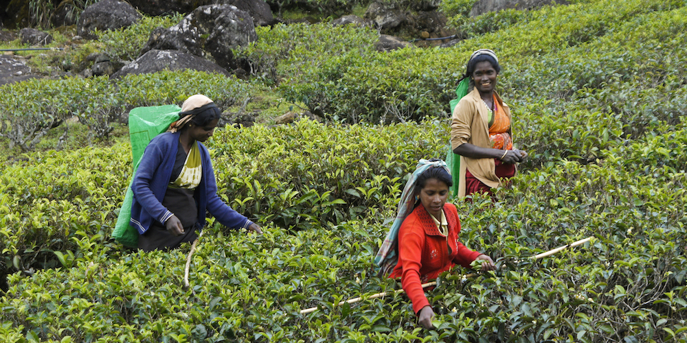 Sri Lanka's Tea Farmers