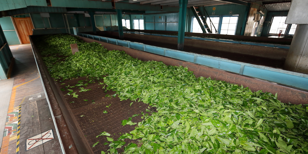 ceylon tea production