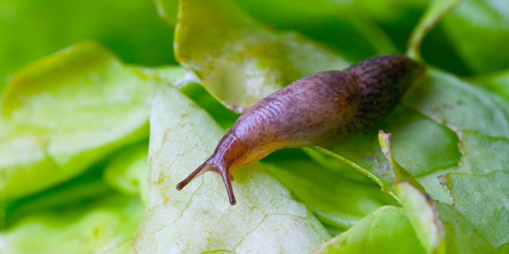 slugs and coffee grounds