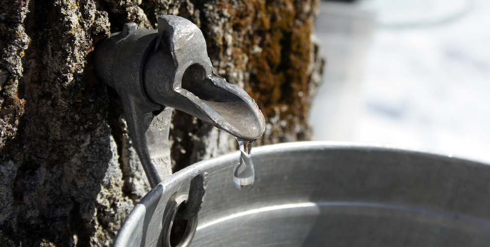 maple syrup for tea