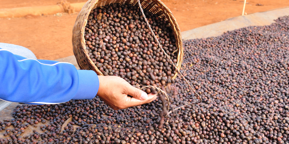 what is robusta coffee