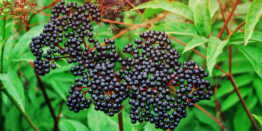 How to Make Elderberry Tea