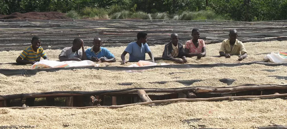 Coffee Bean Dryig Process