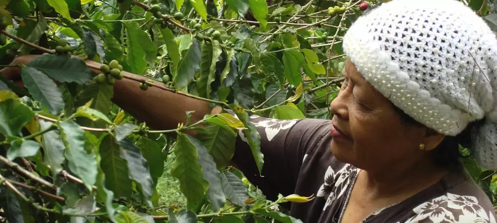 Coffee Harvesting