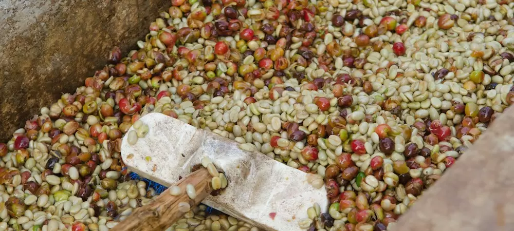 Coffee Washing Process