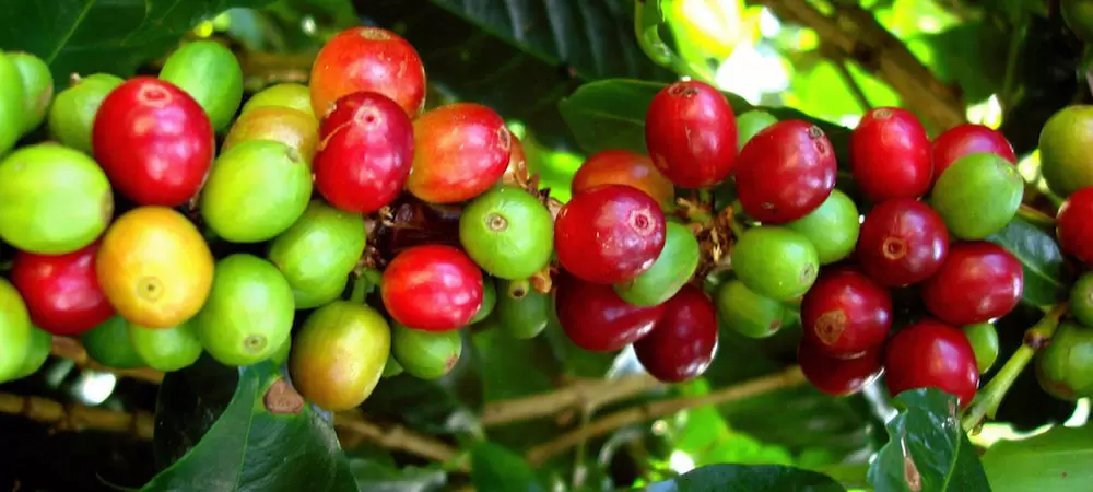 Harvesting Ripe Coffee Beans